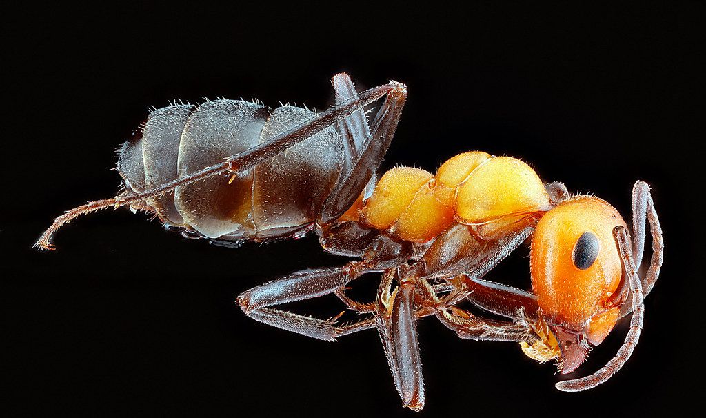 Ant Control service in Queens, NY