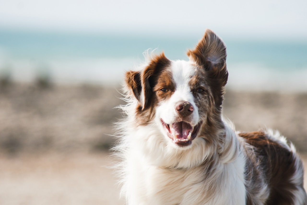 Flea & Tick Control service in Queens, NY