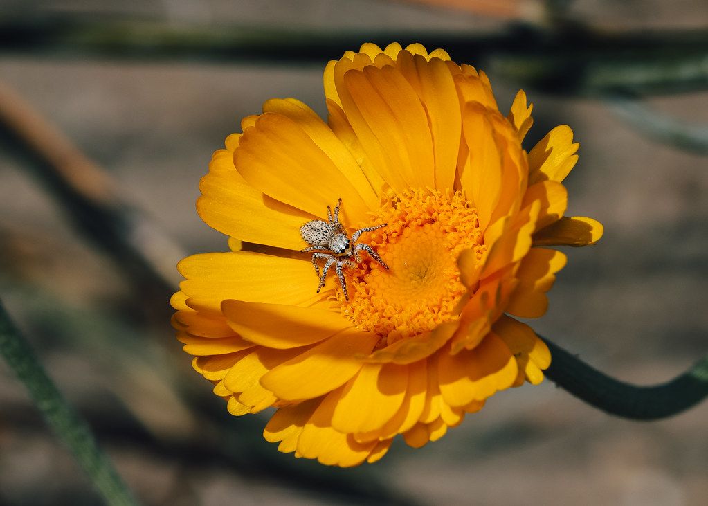 Spider Control service in Queens, NY